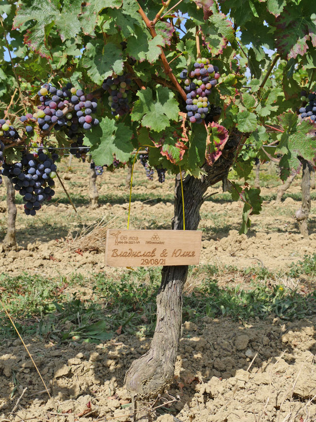 Виноградник на урожай